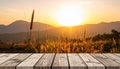 Silhouette photo of grass flower field sunset on wooden texture, abstract background Royalty Free Stock Photo