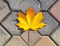 Yellow maple leaf on a background of stone tiles. On the paving stones lies a fallen Royalty Free Stock Photo