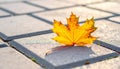 Yellow maple leaf on a background of stone tiles. On the paving stones lies a fallen Royalty Free Stock Photo