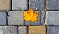 Yellow maple leaf on a background of stone tiles. On the paving stones lies a fallen Royalty Free Stock Photo