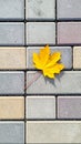 Yellow maple leaf on a background of stone tiles. On the paving stones lies a fallen Royalty Free Stock Photo