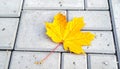 Yellow maple leaf on a background of stone tiles. On the paving stones lies a fallen Royalty Free Stock Photo
