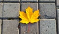 Yellow maple leaf on a background of stone tiles. On the paving stones lies a fallen Royalty Free Stock Photo
