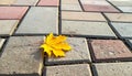 Yellow maple leaf on a background of stone tiles. On the paving stones lies a fallen Royalty Free Stock Photo