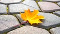 Yellow maple leaf on a background of stone tiles. On the paving stones lies a fallen Royalty Free Stock Photo
