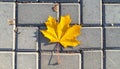 Yellow maple leaf on a background of stone tiles. On the paving stones lies a fallen Royalty Free Stock Photo