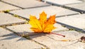 Yellow maple leaf on a background of stone tiles. On the paving stones lies a fallen Royalty Free Stock Photo