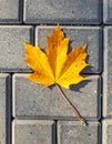 Yellow maple leaf on a background of stone tiles. On the paving stones lies a fallen Royalty Free Stock Photo