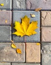 Yellow maple leaf on a background of stone tiles. On the paving stones lies a fallen Royalty Free Stock Photo