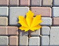 Yellow maple leaf on a background of stone tiles. On the paving stones lies a fallen Royalty Free Stock Photo