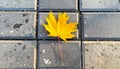 Yellow maple leaf on a background of stone tiles. On the paving stones lies a fallen Royalty Free Stock Photo