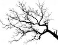 Silhouette of branch for horror feeling Royalty Free Stock Photo