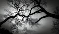 Silhouette of branch for horror feeling Royalty Free Stock Photo
