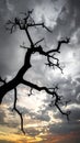 Silhouette of branch for horror feeling Royalty Free Stock Photo