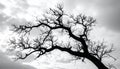 Silhouette of branch for horror feeling Royalty Free Stock Photo