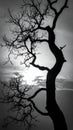 Silhouette of branch for horror feeling Royalty Free Stock Photo