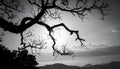 Silhouette of branch for horror feeling Royalty Free Stock Photo