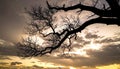 Silhouette of branch for horror feeling Royalty Free Stock Photo