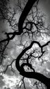 Silhouette of branch for horror feeling Royalty Free Stock Photo