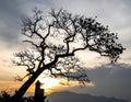 Silhouette of branch for horror feeling Royalty Free Stock Photo