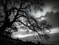 Silhouette of branch for horror feeling Royalty Free Stock Photo