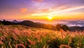 Sunset sky with flower grass in nature Royalty Free Stock Photo