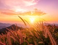 Sunset sky with flower grass in nature Royalty Free Stock Photo