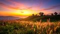 Sunset sky with flower grass in nature Royalty Free Stock Photo