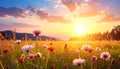 Sunset sky with flower grass in nature Royalty Free Stock Photo