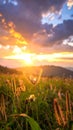 Sunset sky with flower grass in nature Royalty Free Stock Photo