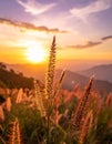 Sunset sky with flower grass in nature Royalty Free Stock Photo
