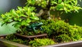 Bonsai Tree with a Miniature Frog Figurine Royalty Free Stock Photo