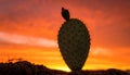 Prickly Pear Cactus Silhouette at Sunset Royalty Free Stock Photo