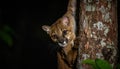 A Curious Fossa Peeks Around a Tree Trunk Royalty Free Stock Photo