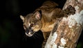 Bush Dog Climbing Tree at Night Royalty Free Stock Photo