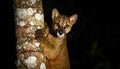 Fossa Climbing Tree at Night Royalty Free Stock Photo