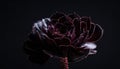 Dark Succulent Bloom Royalty Free Stock Photo