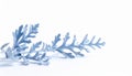 Dusty Miller Plant Branch with Silver-Blue Leaves on White Background Royalty Free Stock Photo