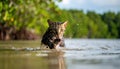 A Feline Fisher: Cat Catches Fish in Water Royalty Free Stock Photo