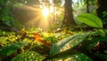 Sunlight Filtering Through a Lush Forest Royalty Free Stock Photo