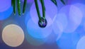 Macro Water Drop on Pine Needle with Bokeh Lights Royalty Free Stock Photo
