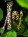 Tiny Tarsier Monkey with Huge Eyes Peeking from Jungle Foliage Royalty Free Stock Photo