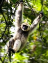 Gibbon Monkey Swinging on Vines in Lush Green Jungle Royalty Free Stock Photo