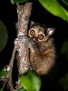 Cute Slow Loris with Big Orange Eyes Clinging to Tree Branch at Night Royalty Free Stock Photo