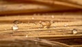 Macro shot of dew drops on dry grass. Royalty Free Stock Photo
