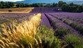 Lavender Fields in Bloom Royalty Free Stock Photo