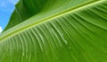 Close-up of a lush green banana leaf with water droplets. Royalty Free Stock Photo