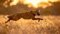 Maned Wolf Running Through Golden Grasslands at Sunset Royalty Free Stock Photo