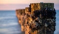 Mussels and Barnacles on Wooden Pilings at Sunset Royalty Free Stock Photo