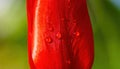 Vibrant Red Tulip Petal with Dewdrops Royalty Free Stock Photo